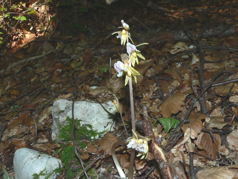 Epipogium aphyllum (ghost orchid)